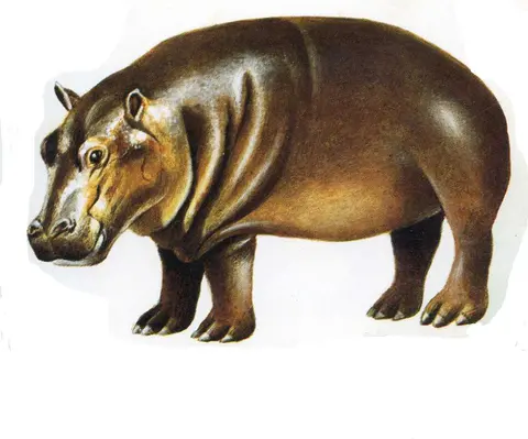 yemde / hippopotame / hippopotamus
