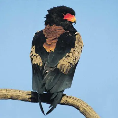 pā-nand-tugri / aigle bateleur / Bateleur eagle