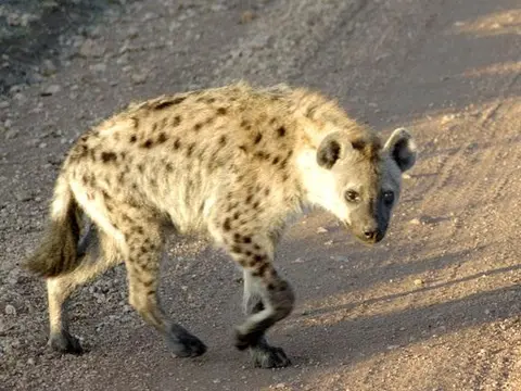 katre / hyène / hyena