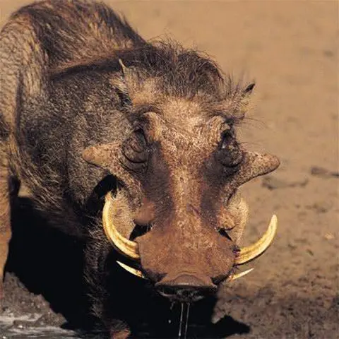 reoogo /phacochère (sanglier) / warthog (bush-pig)