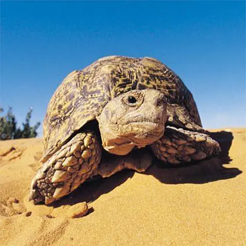 kuri / tortue terrestre / turtle (tortoise)